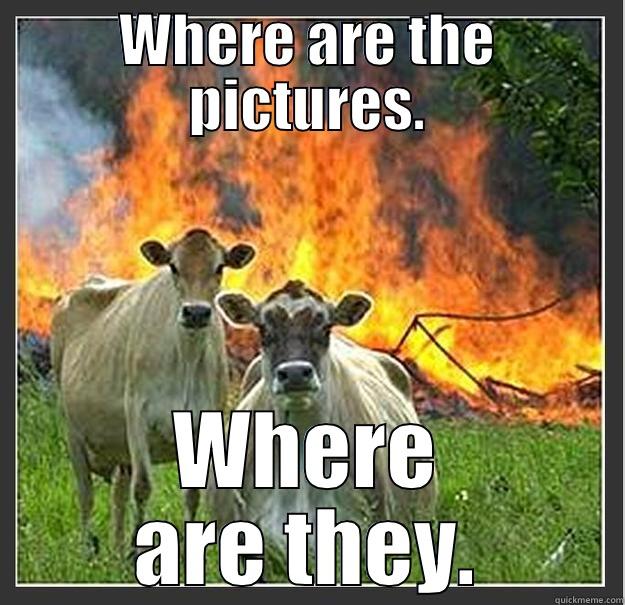 WHERE ARE THE PICTURES. WHERE ARE THEY. Evil cows