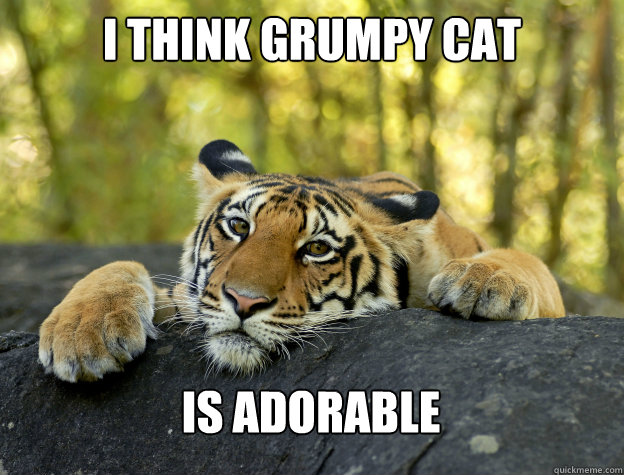 I think Grumpy cat is adorable  - I think Grumpy cat is adorable   Confession Tiger