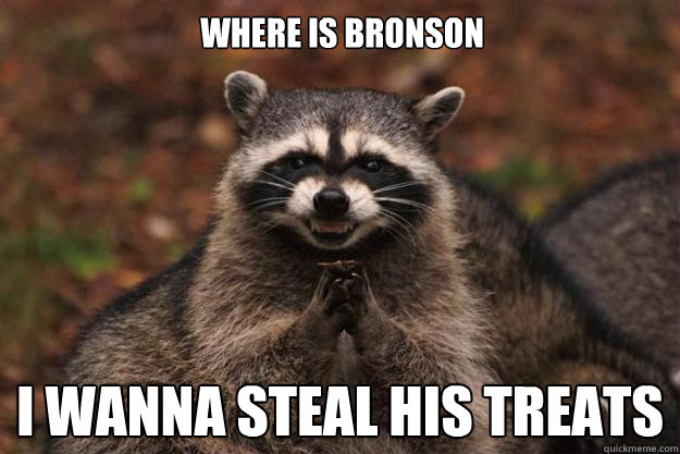 Where is Bronson I wanna steal his treats  Evil Plotting Raccoon