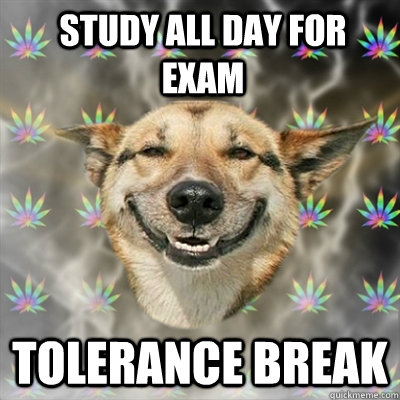 Study all day for exam tolerance break  Stoner Dog