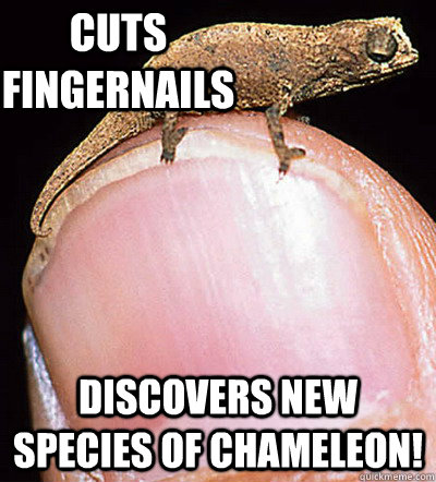 Cuts fingernails  Discovers new species of chameleon!   - Cuts fingernails  Discovers new species of chameleon!    Cool