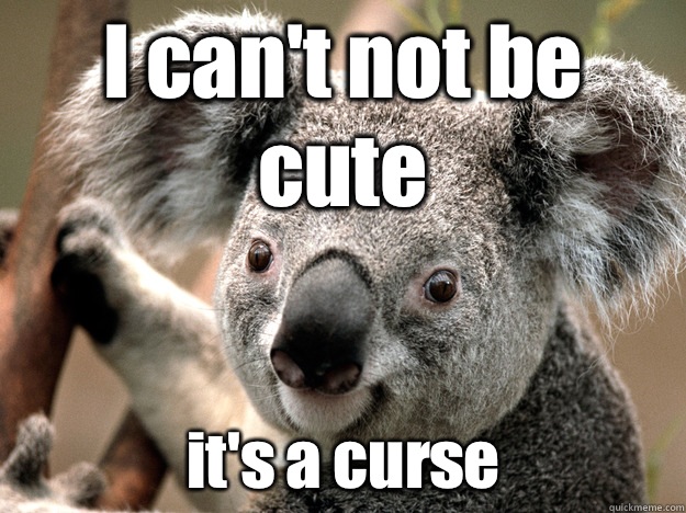 I can't not be cute it's a curse  Evil Koala Bear