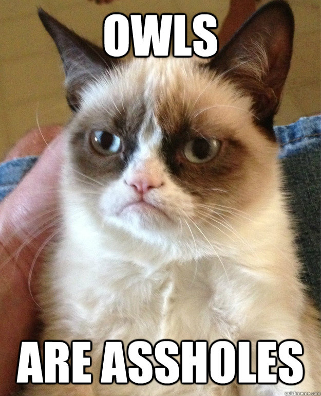 Owls are assholes  Grumpy Cat