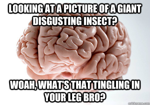 LOOKING AT A PICTURE OF A GIANT DISGUSTING INSECT? WOAH, WHAT'S THAT TINGLING IN YOUR LEG BRO?  Scumbag Brain