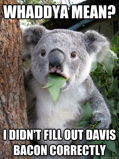 Whaddya mean? I didn't fill out davis bacon correctly - Whaddya mean? I didn't fill out davis bacon correctly  koala bear