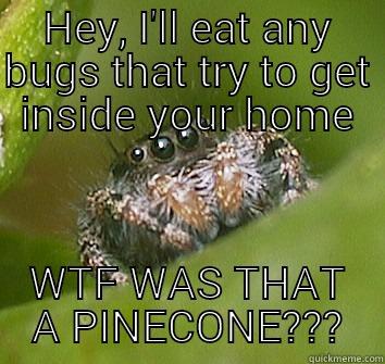 HEY, I'LL EAT ANY BUGS THAT TRY TO GET INSIDE YOUR HOME WTF WAS THAT A PINECONE??? Misunderstood Spider