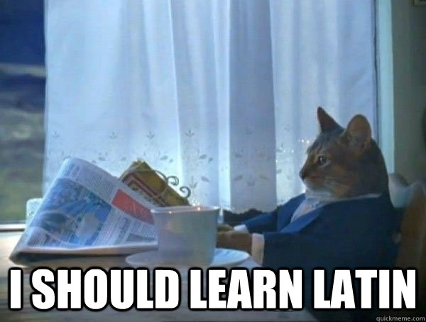  I should learn latin  morning realization newspaper cat meme