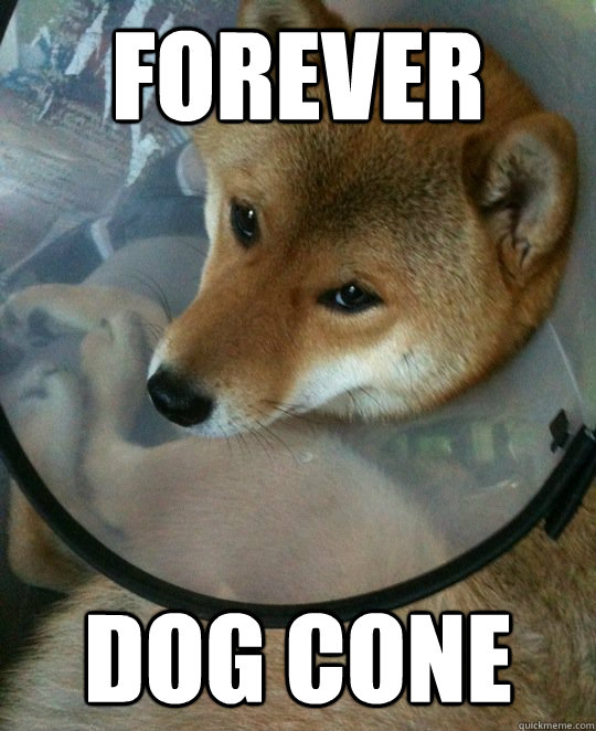 forever dog cone - forever dog cone  Misc