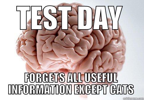 TEST DAY FORGETS ALL USEFUL INFORMATION EXCEPT CATS Scumbag Brain