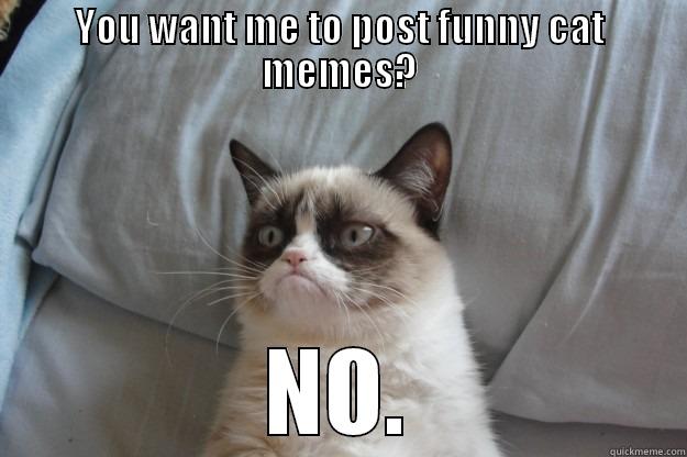 grumpy cat on cat memes - YOU WANT ME TO POST FUNNY CAT MEMES? NO. Grumpy Cat