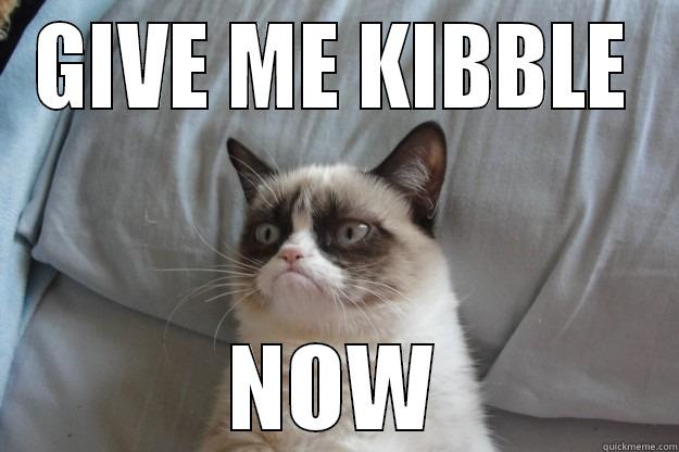 GIVE ME KIBBLE NOW Grumpy Cat