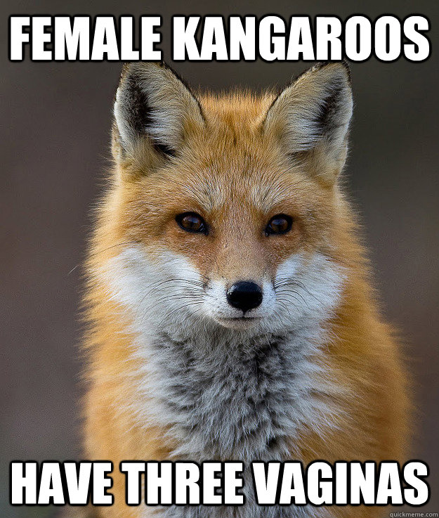 Female Kangaroos Have three Vaginas   Fun Fact Fox