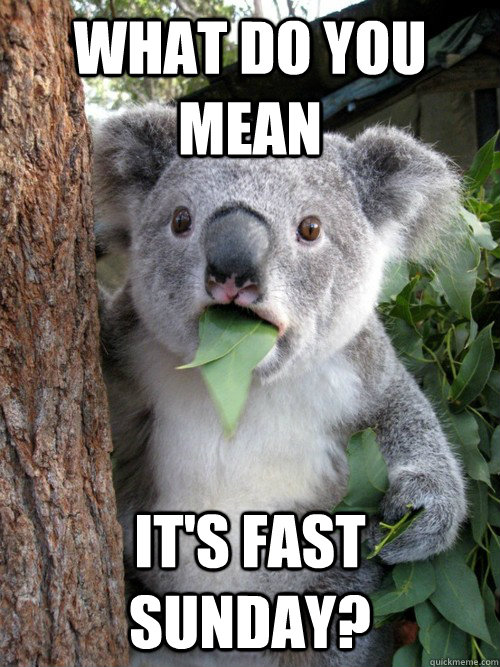 What do you mean it's Fast Sunday? - What do you mean it's Fast Sunday?  koala bear