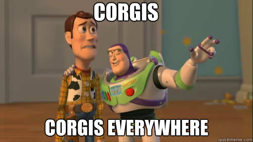 Corgis Corgis everywhere  Everywhere