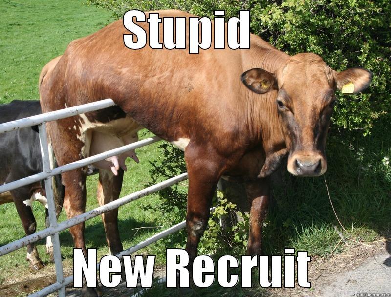 Stupid cow - STUPID  NEW RECRUIT Misc