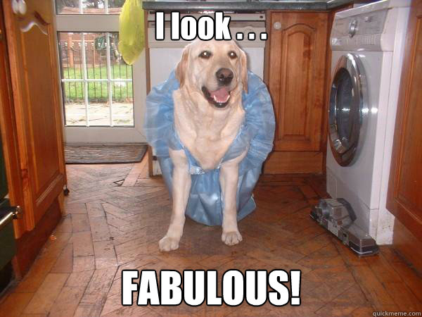 I look . . . FABULOUS! - I look . . . FABULOUS!  Cinderella Dog