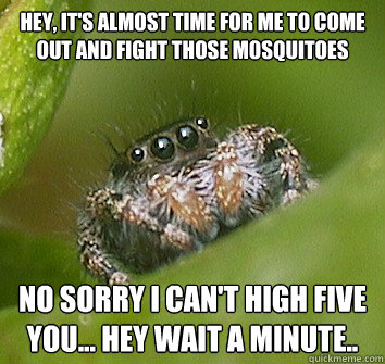 Hey, it's almost time for me to come out and fight those mosquitoes  no sorry i can't high five you... hey wait a minute..  Misunderstood Spider