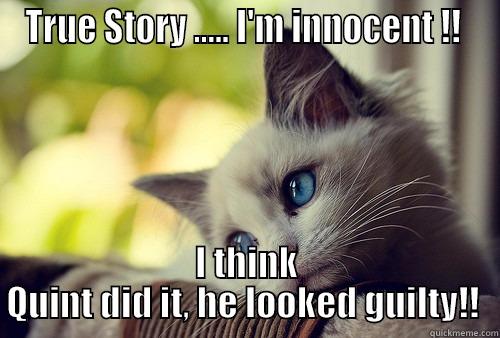 TRUE STORY ..... I'M INNOCENT !!  I THINK QUINT DID IT, HE LOOKED GUILTY!!  First World Problems Cat