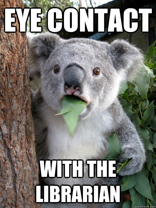 eye contact with the librarian  koala bear