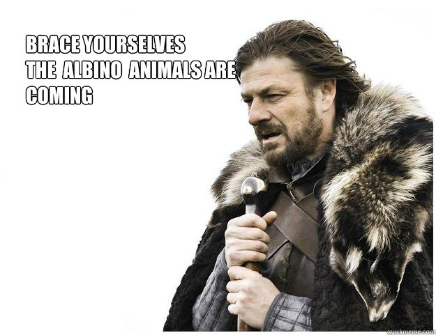 Brace yourselves
the  Albino  animals are coming  Imminent Ned