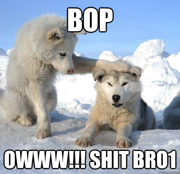 Bop Owww!!! Shit bro1   Caring Husky