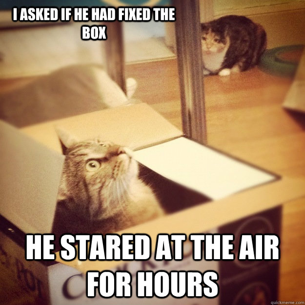 I asked if he had fixed the box he stared at the air for hours  Cats wife