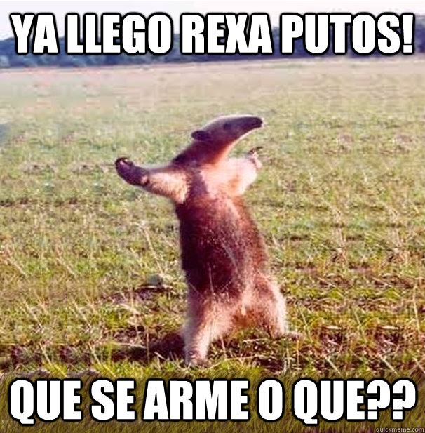 ya llego rexa putos! que se arme o que??  oso hormiguero