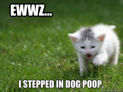 I stepped in dog poop. Ewwz... - I stepped in dog poop. Ewwz...  Grass Cat