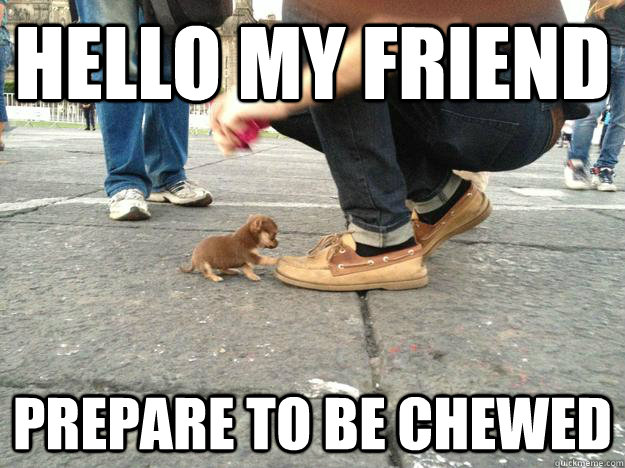 Hello my friend Prepare to be chewed - Hello my friend Prepare to be chewed  Tiny Mexican Dog