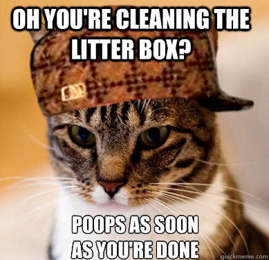 Oh you're cleaning the litter box? Poops as soon as you're done - Oh you're cleaning the litter box? Poops as soon as you're done  Scumbag Cat