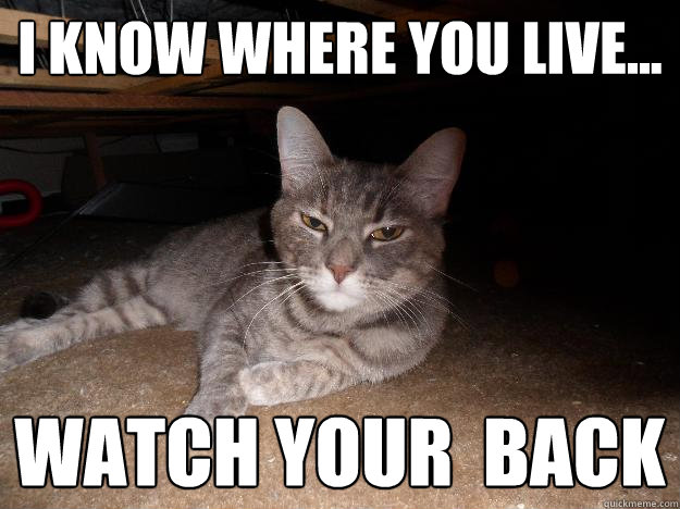 Cats  Know Your Meme