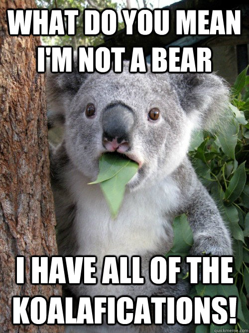 What do you mean I'm not a bear I have all of the koalafications!  Surprised Koala