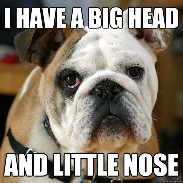 i have a big head and little nose - i have a big head and little nose  Unhappy Bulldog