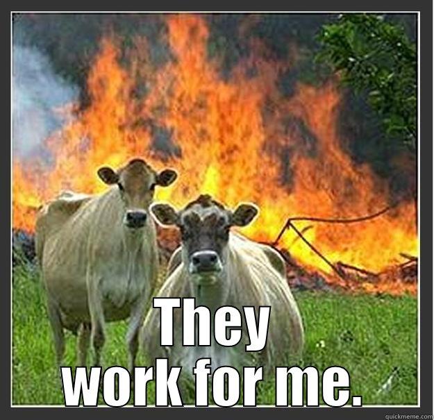  THEY WORK FOR ME. Evil cows