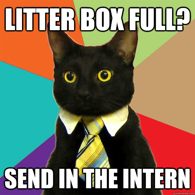 Litter box full? Send in the intern  Business Cat