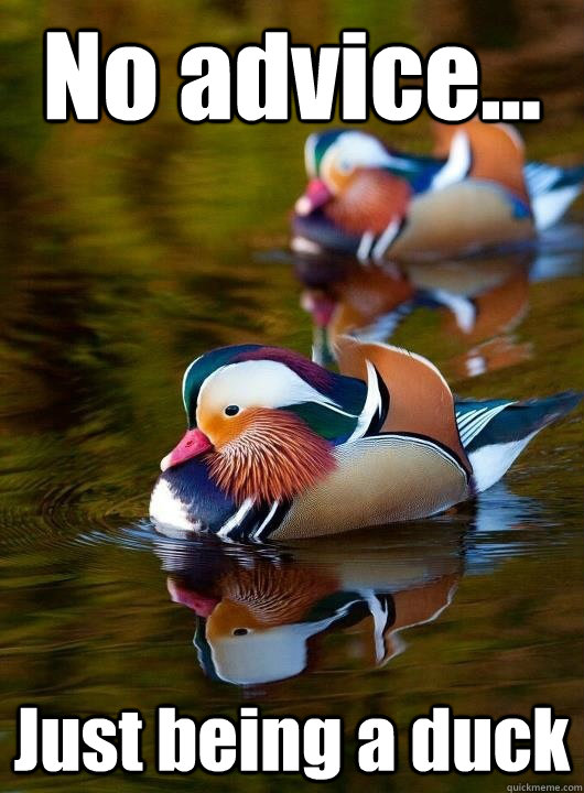 No advice... Just being a duck - No advice... Just being a duck  Just a Duck