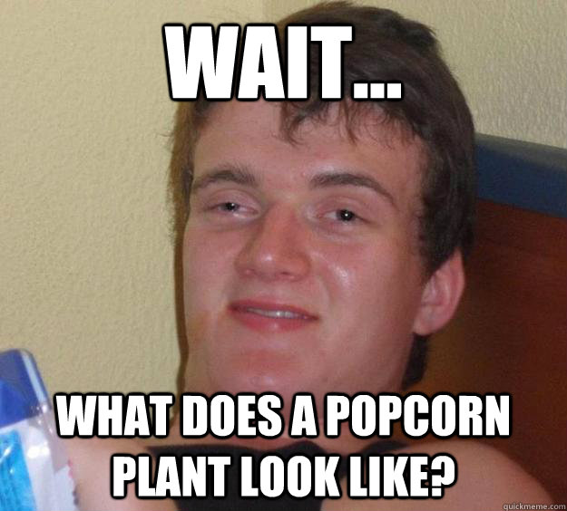 Wait... what does a popcorn plant look like? - Wait... what does a popcorn plant look like?  10 Guy