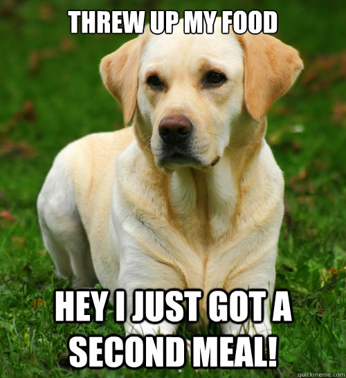 Threw up my food Hey I just got a second meal!  Dog Logic