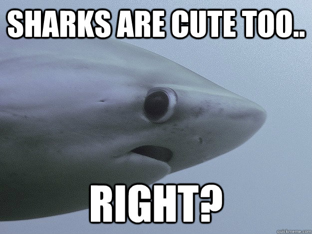 Sharks are cute too.. Right?  Shy Shark