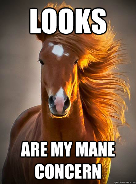 Looks Are my mane concern  Ridiculously Photogenic Horse