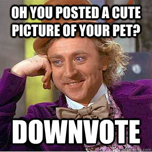 Oh You Posted a Cute Picture of your pet? Downvote  Condescending Wonka