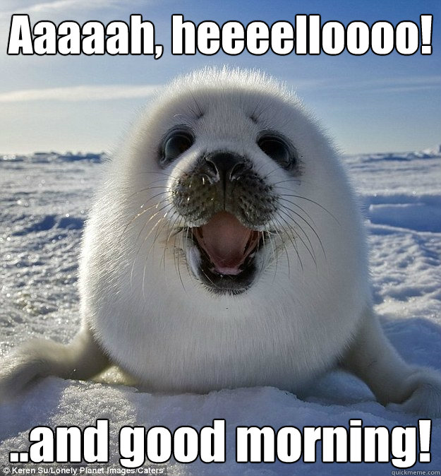 Aaaaah, heeeelloooo! ..and good morning! - Aaaaah, heeeelloooo! ..and good morning!  Easily Pleased Seal