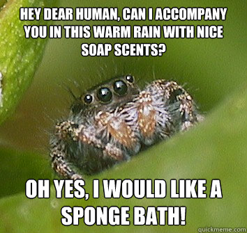 Hey dear human, can I accompany you in this warm rain with nice soap scents? Oh yes, I would like a sponge bath!  Misunderstood Spider