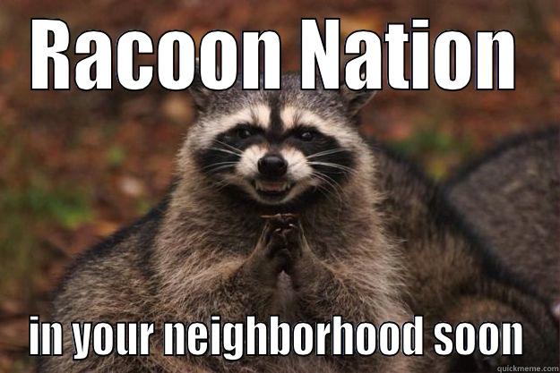 RACOON NATION IN YOUR NEIGHBORHOOD SOON Evil Plotting Raccoon