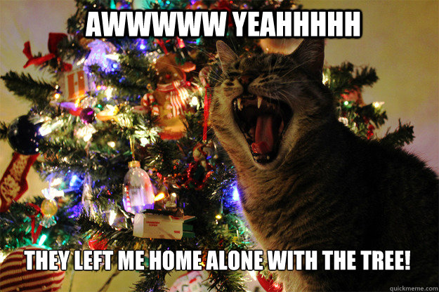 Awwwww Yeahhhhh They left me home alone with the Tree!  
