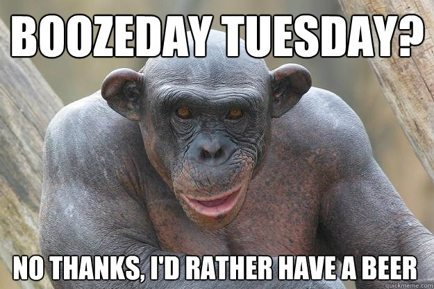 Boozeday Tuesday? no thanks, I'd rather have a beer - Boozeday Tuesday? no thanks, I'd rather have a beer  The Most Interesting Chimp In The World