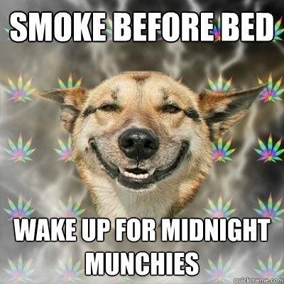 smoke before bed wake up for midnight munchies  Stoner Dog