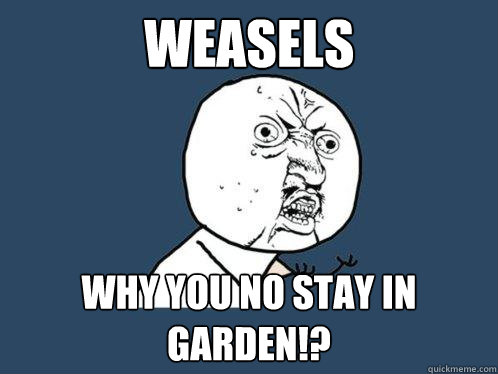 WEASELS WHY YOU NO STAY IN GARDEN!?  Y U No