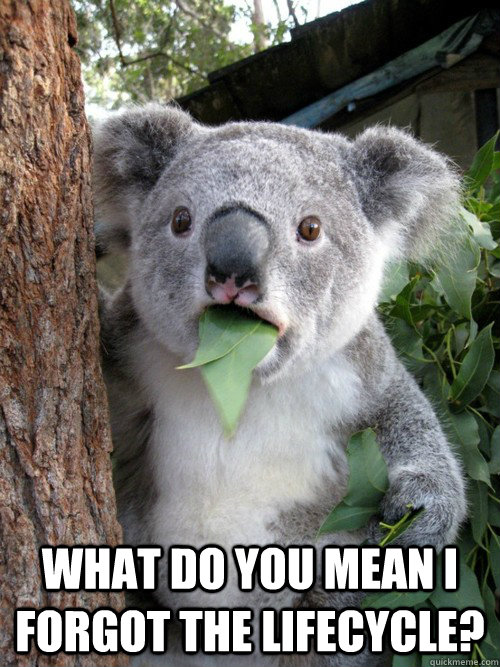 WHAT DO YOU MEAN I FORGOT THE LIFECYCLE?  koala bear