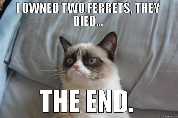 I OWNED TWO FERRETS, THEY DIED... THE END. Grumpy Cat